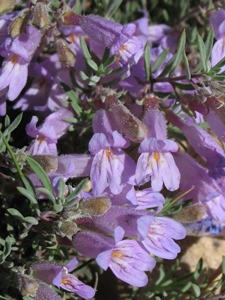 Penstemon spp.